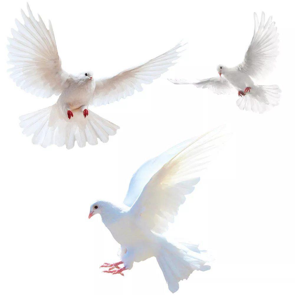 Peace Dove Wall Stickers for L - Tiny Home Bathroom Kit のレビューと価格