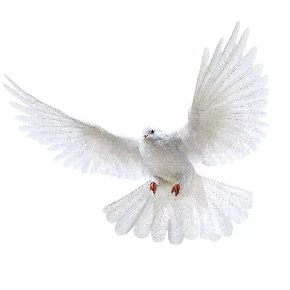 Peace Dove Wall Stickers for L - Tiny Home Bathroom Kit のレビューと価格