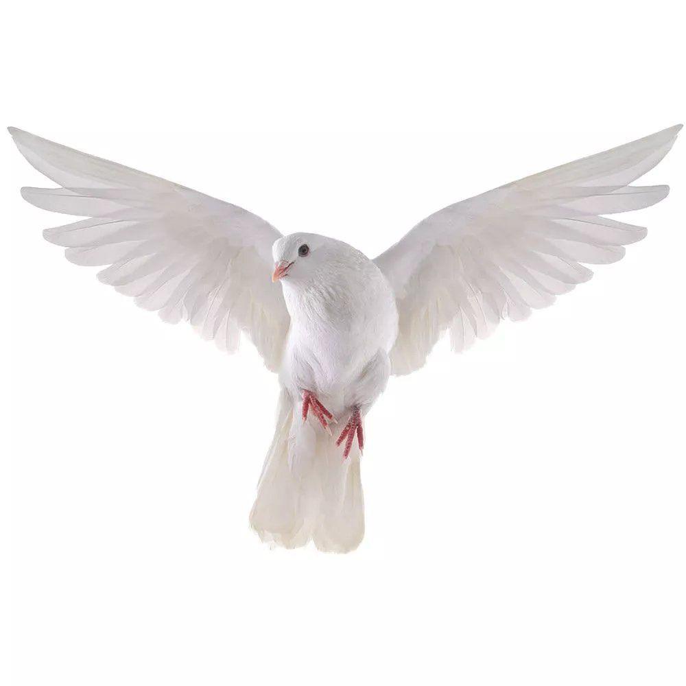Peace Dove Wall Stickers for L - Tiny Home Bathroom Kit のレビューと価格